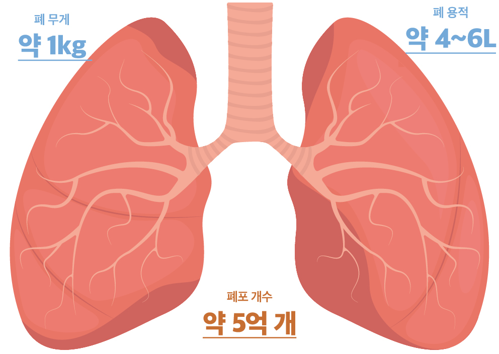 [건강소식 6월호]우리 몸속 두 개의 풍선, 폐